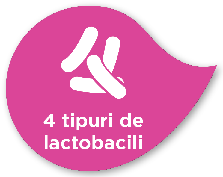 4 tipuri de lactobacterii